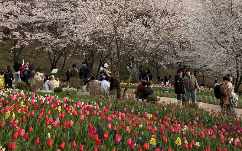 One of Maria’s favorite captures: the cherry blossoms in Seodaemun District in full bloom (by Maria Athanasopoulou)
